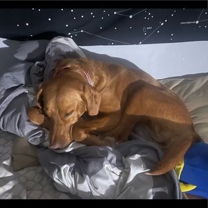 Meet your Posher, Bella